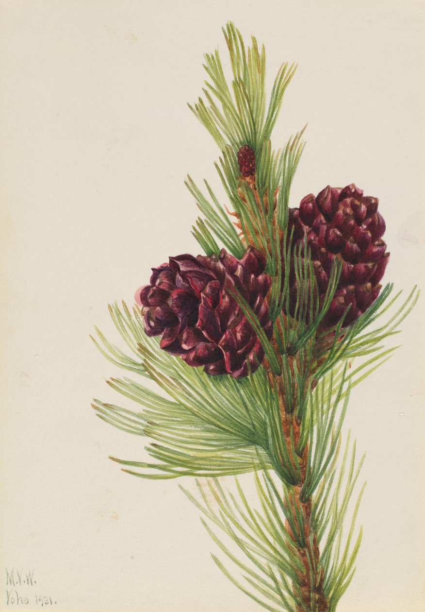 Weißrinden-Kiefer Pinus albicaulis, 1931 von Mary Vaux Walcott