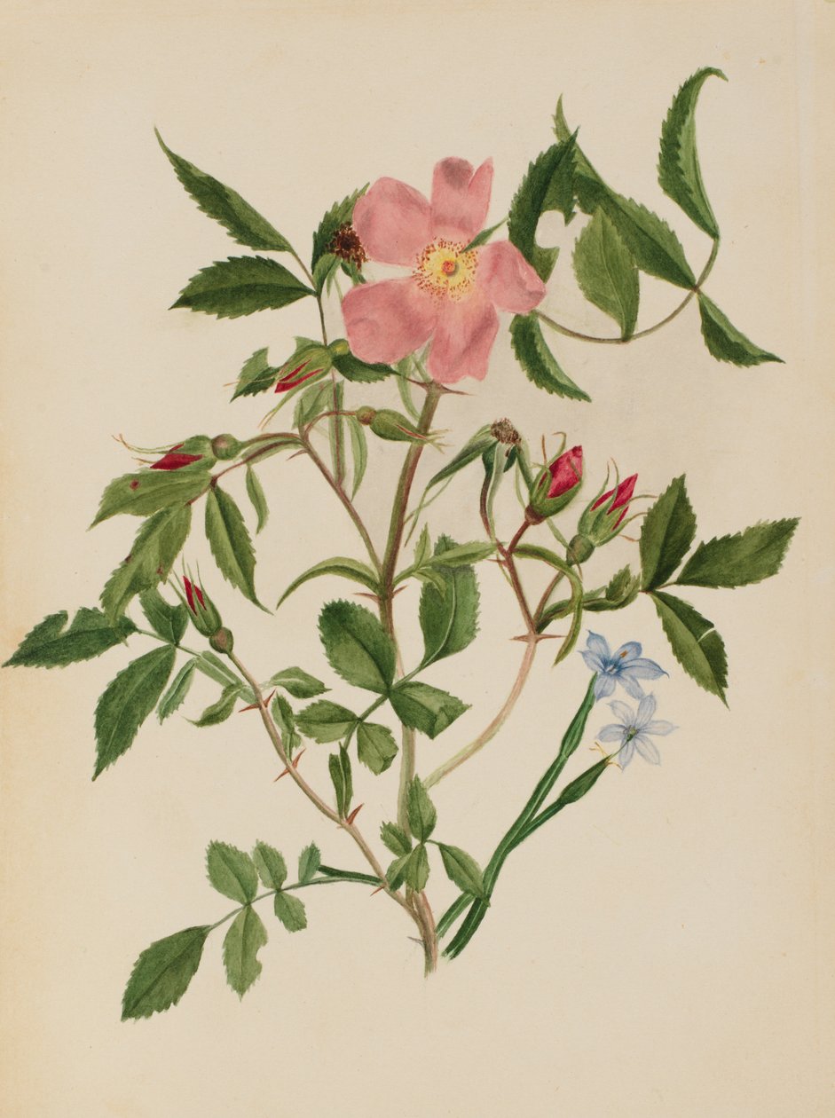 Wildrose und Blauäugiges Gras Rosa-Arten und Sisyrinchium-Arten von Mary Vaux Walcott