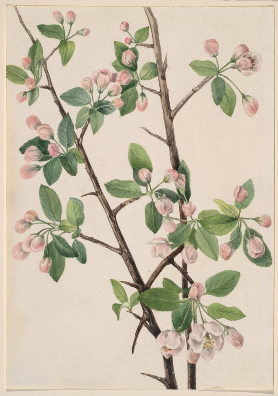 Wilde Süßkrabbe (Malus coronaria) von Mary Vaux Walcott