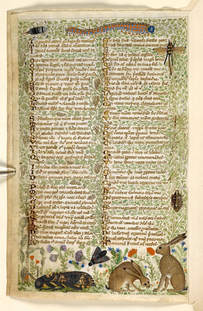 Kaninchen und Insekten, einschließlich einer Raupe, Libelle und einer Motte, aus einem Traktat über die Tugenden und Laster und einer anonymen Prosageschichte Siziliens (Fragment), ca. 1330-40 von Master of the Cocharelli Codex