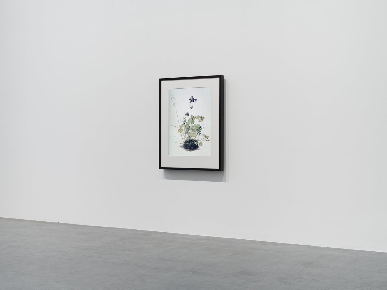 Columbine von Mat Collishaw