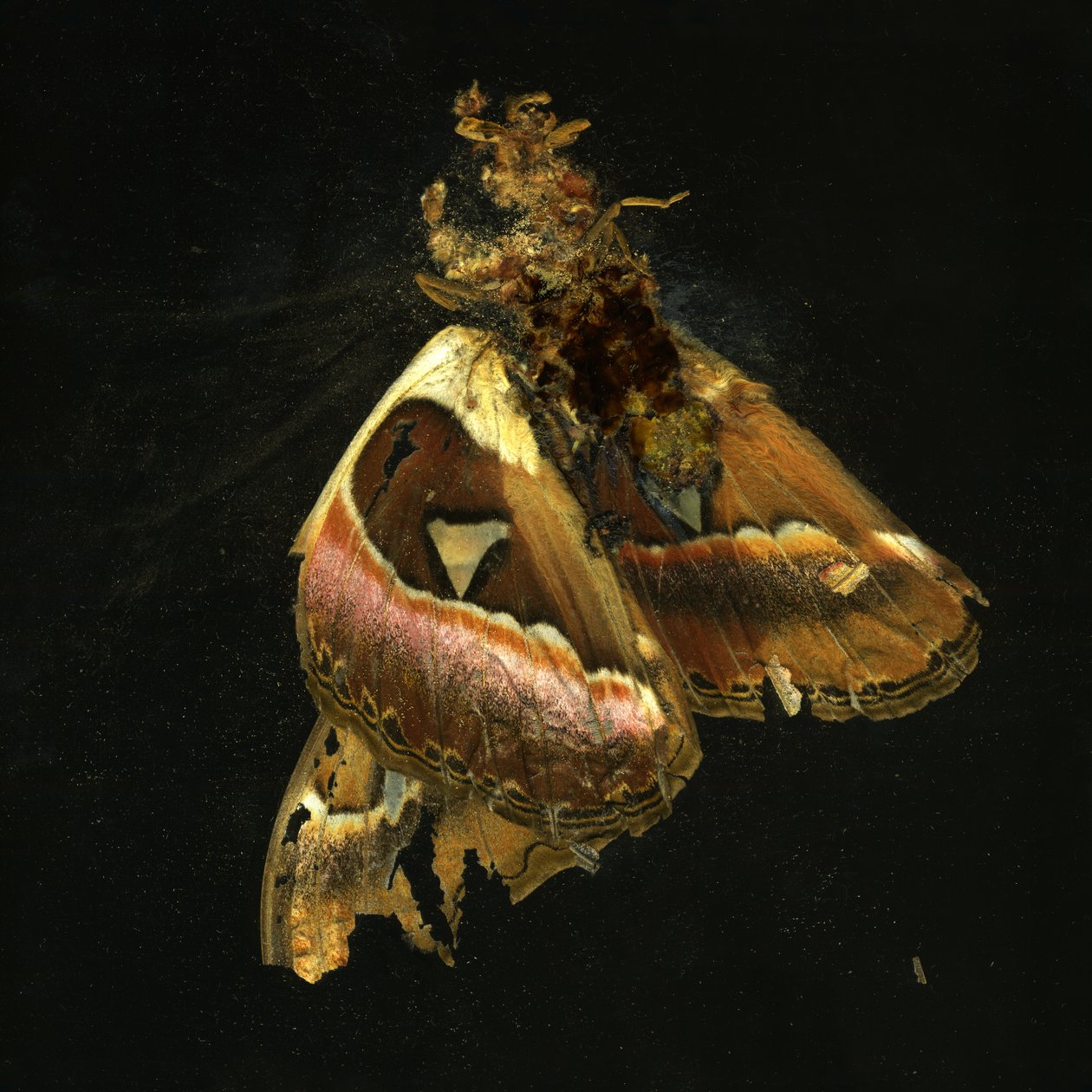 Insektizid 11 von Mat Collishaw