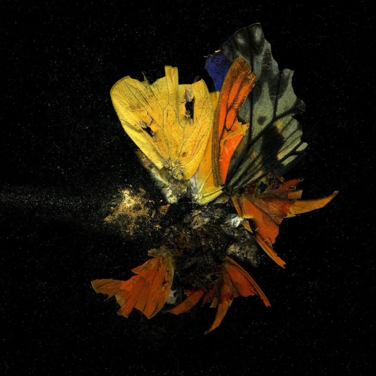 Insektizid 13 von Mat Collishaw
