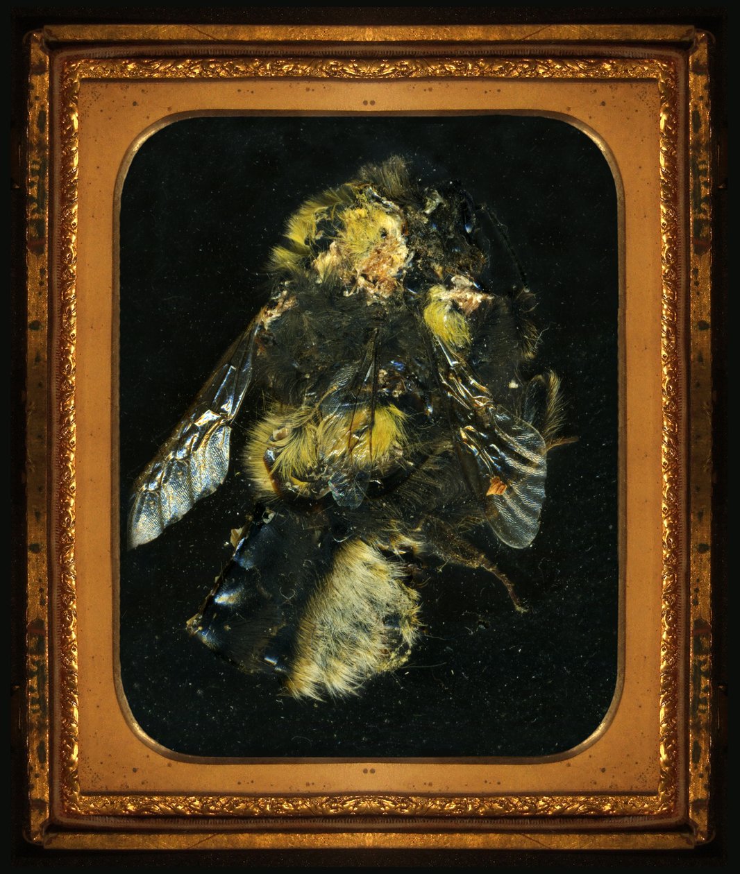 Insektizid 2 von Mat Collishaw