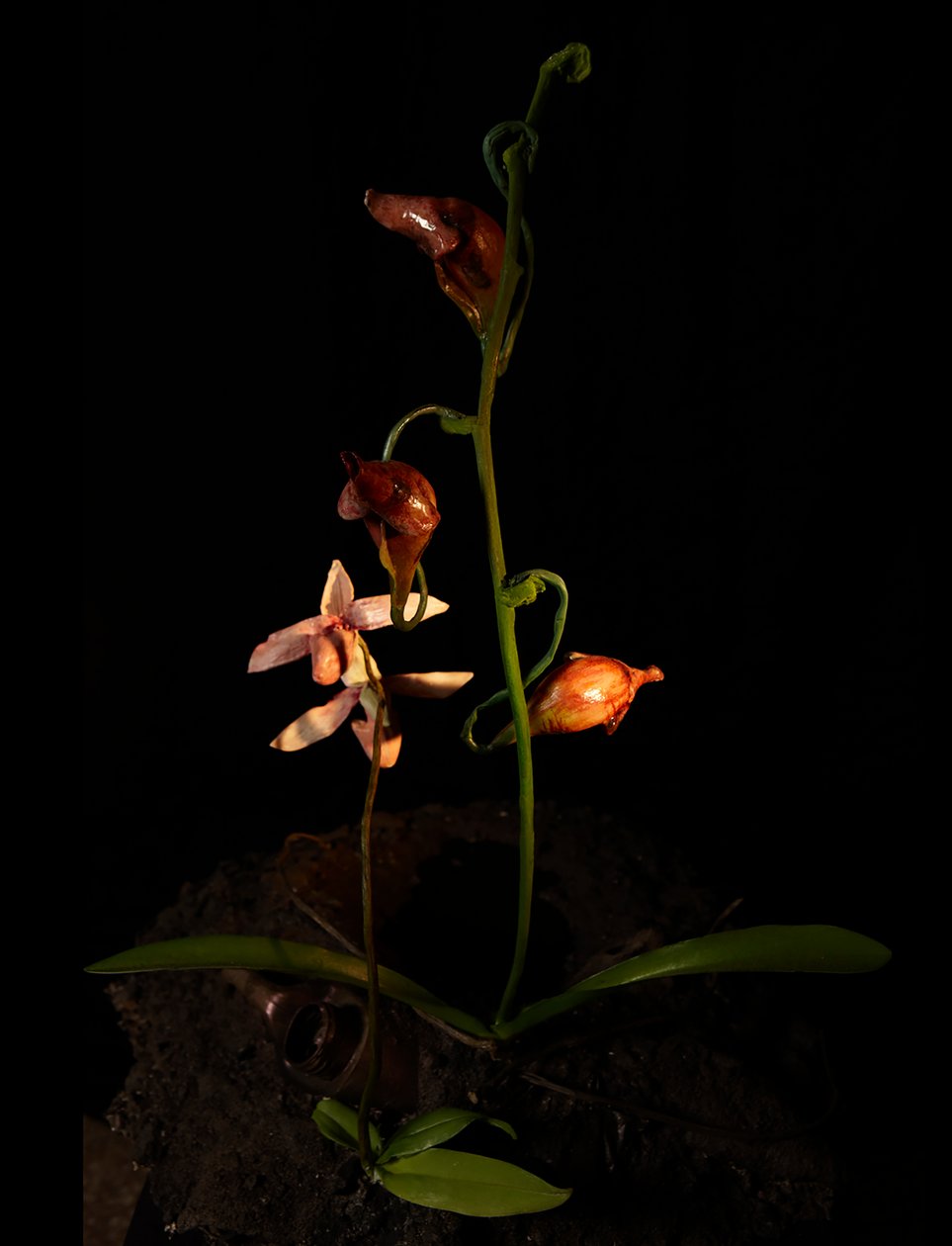 Venale Muse, Lafage, 2012 von Mat Collishaw