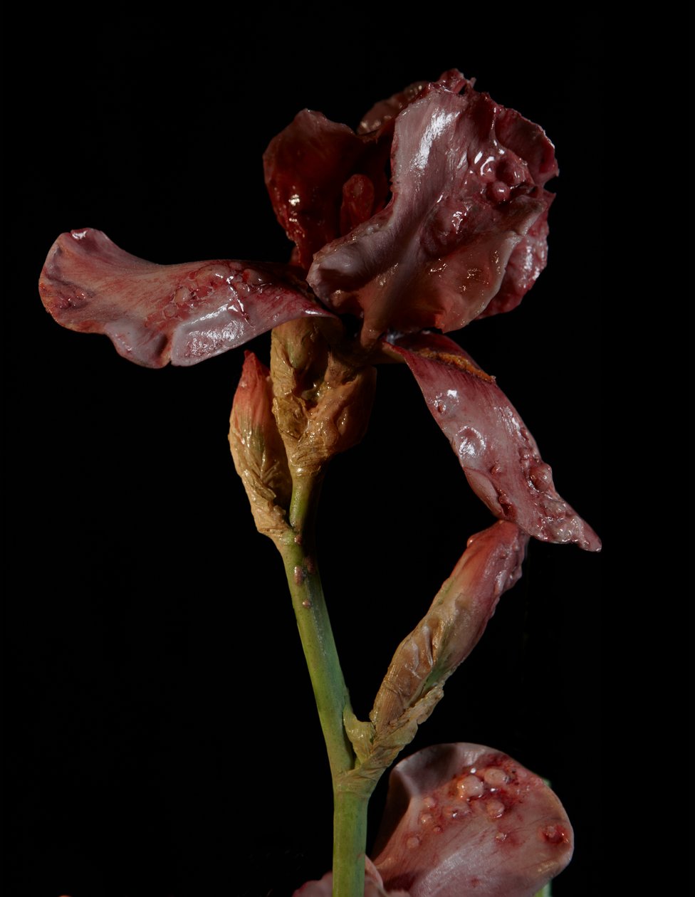 Venale Muse, Viridor, 2012 von Mat Collishaw