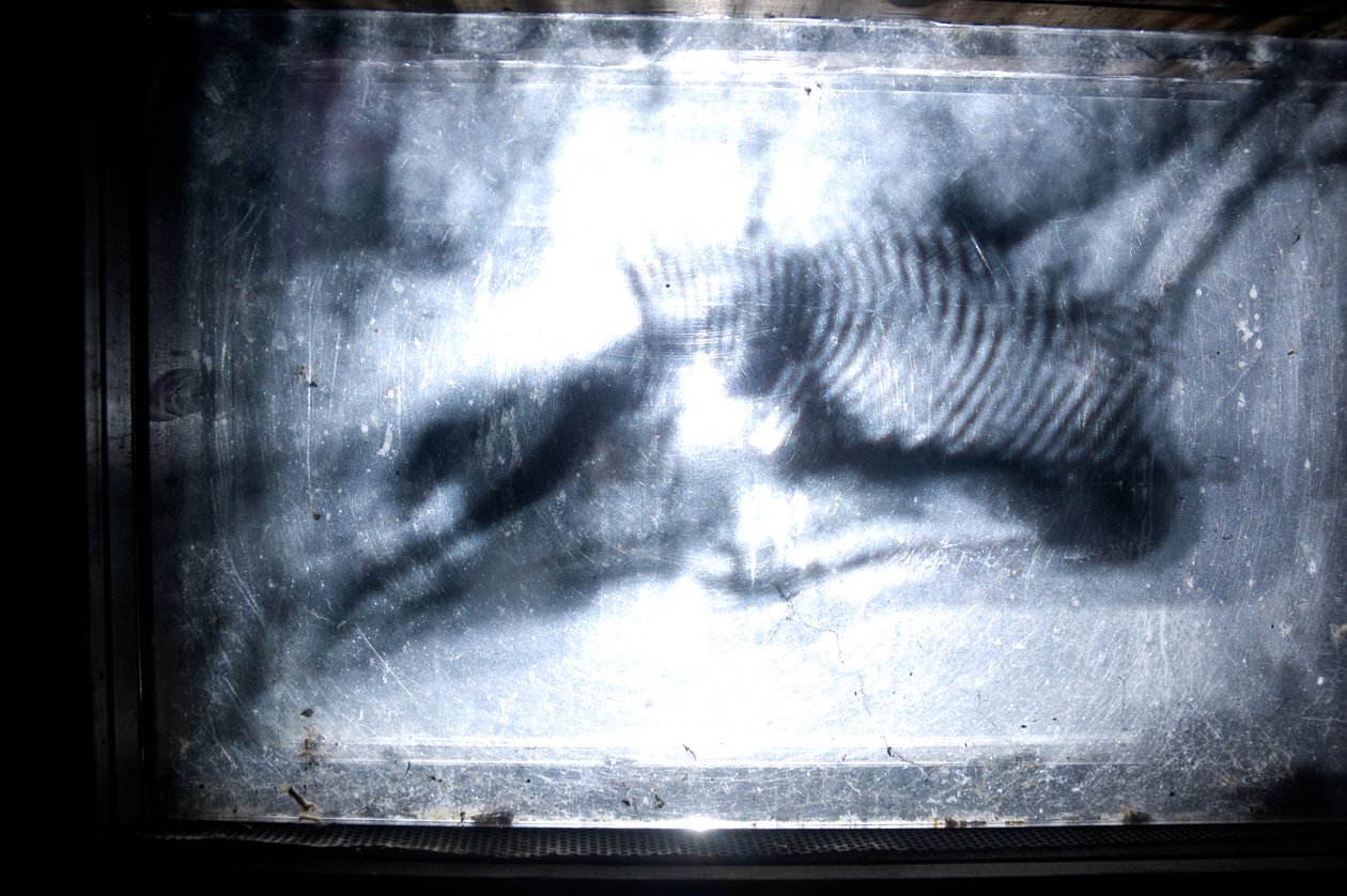 Wurmfarm, 2009 von Mat Collishaw