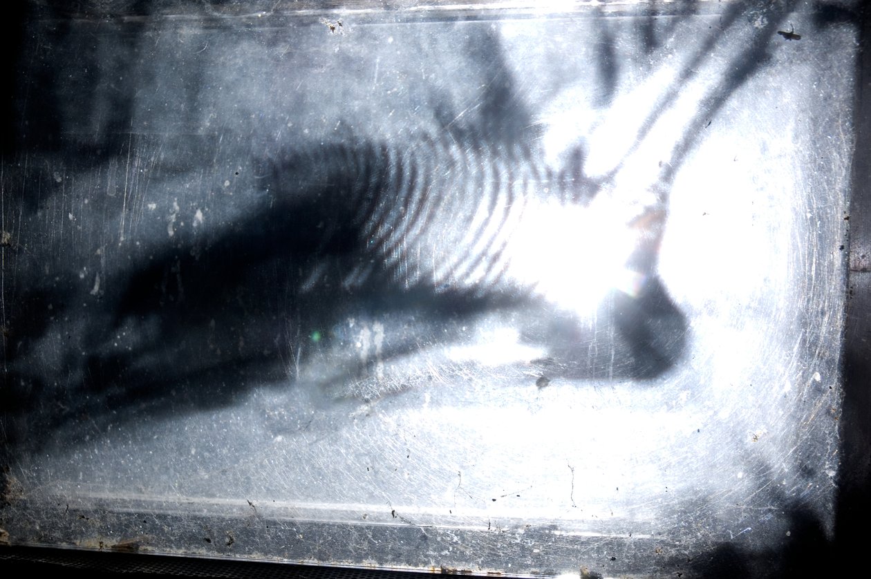 Wurmfarm, 2009 von Mat Collishaw