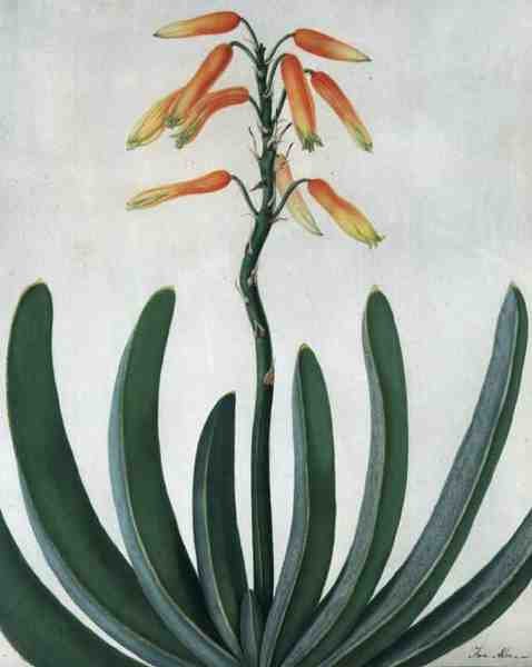 Aloe Striata von Matilda Conyers