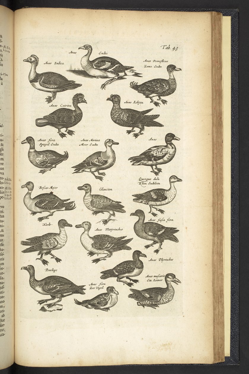 Tafel 49, Enten, Illustration aus 