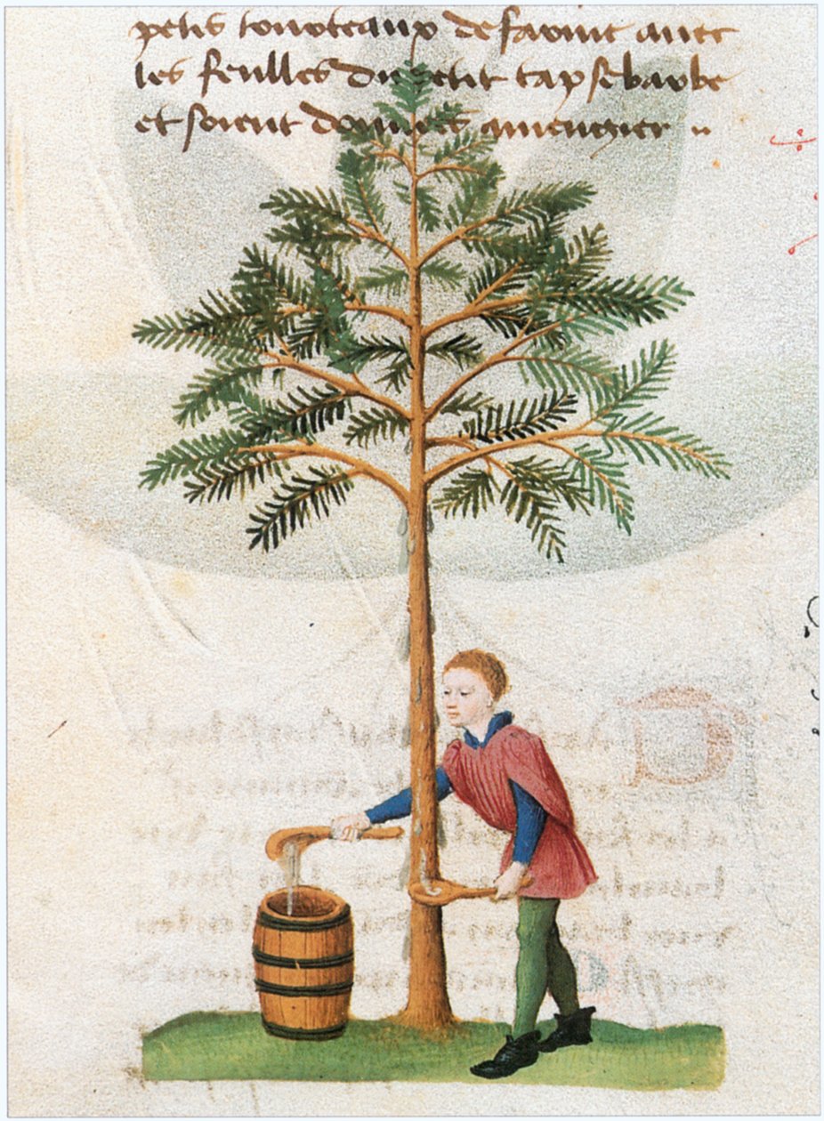 Le Livre des simples medecines von Matthaeus Platearius