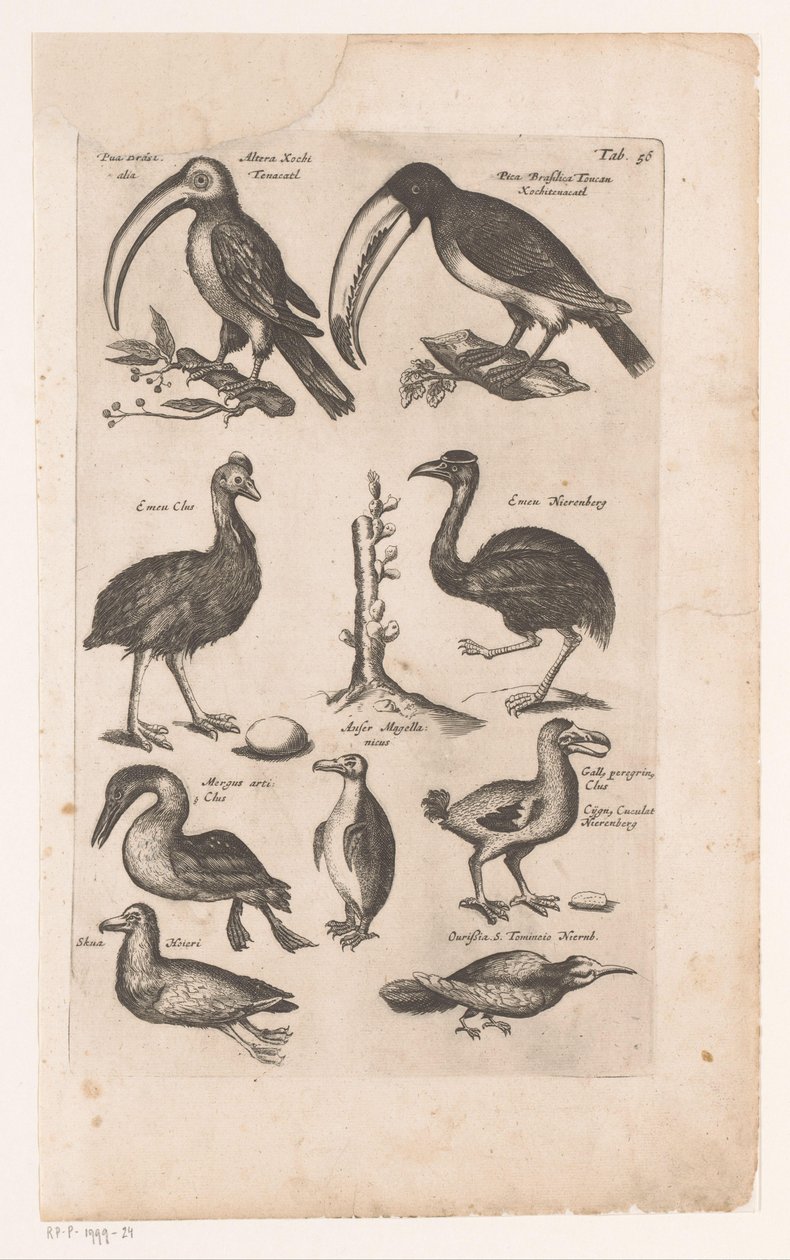 Tukane und andere Vögel von Matthaus Merian