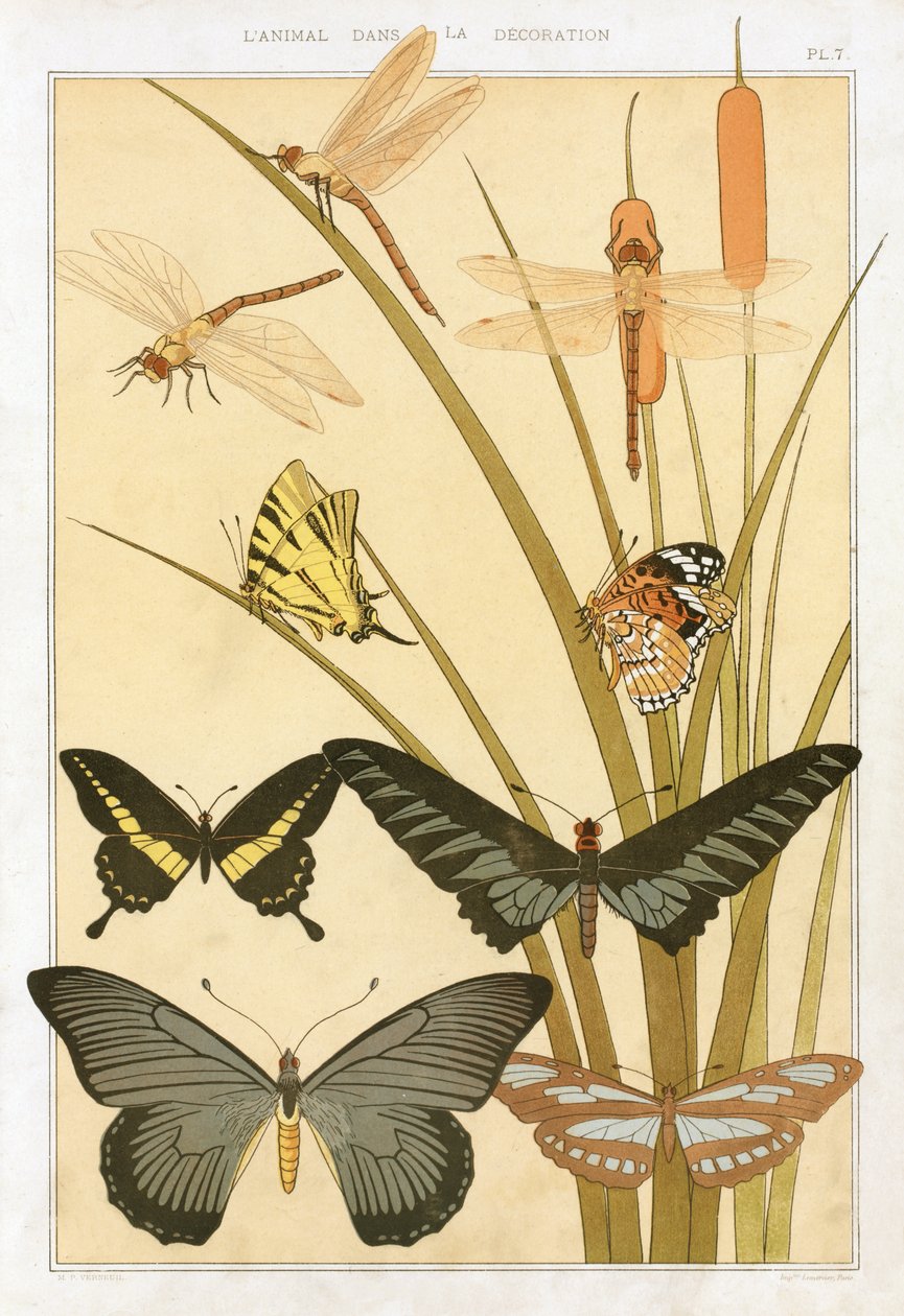 Schmetterlinge, aus 