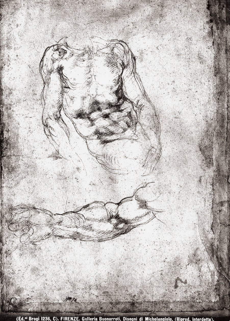 Studie eines männlichen Torsos und Arms von Michelangelo Buonarroti