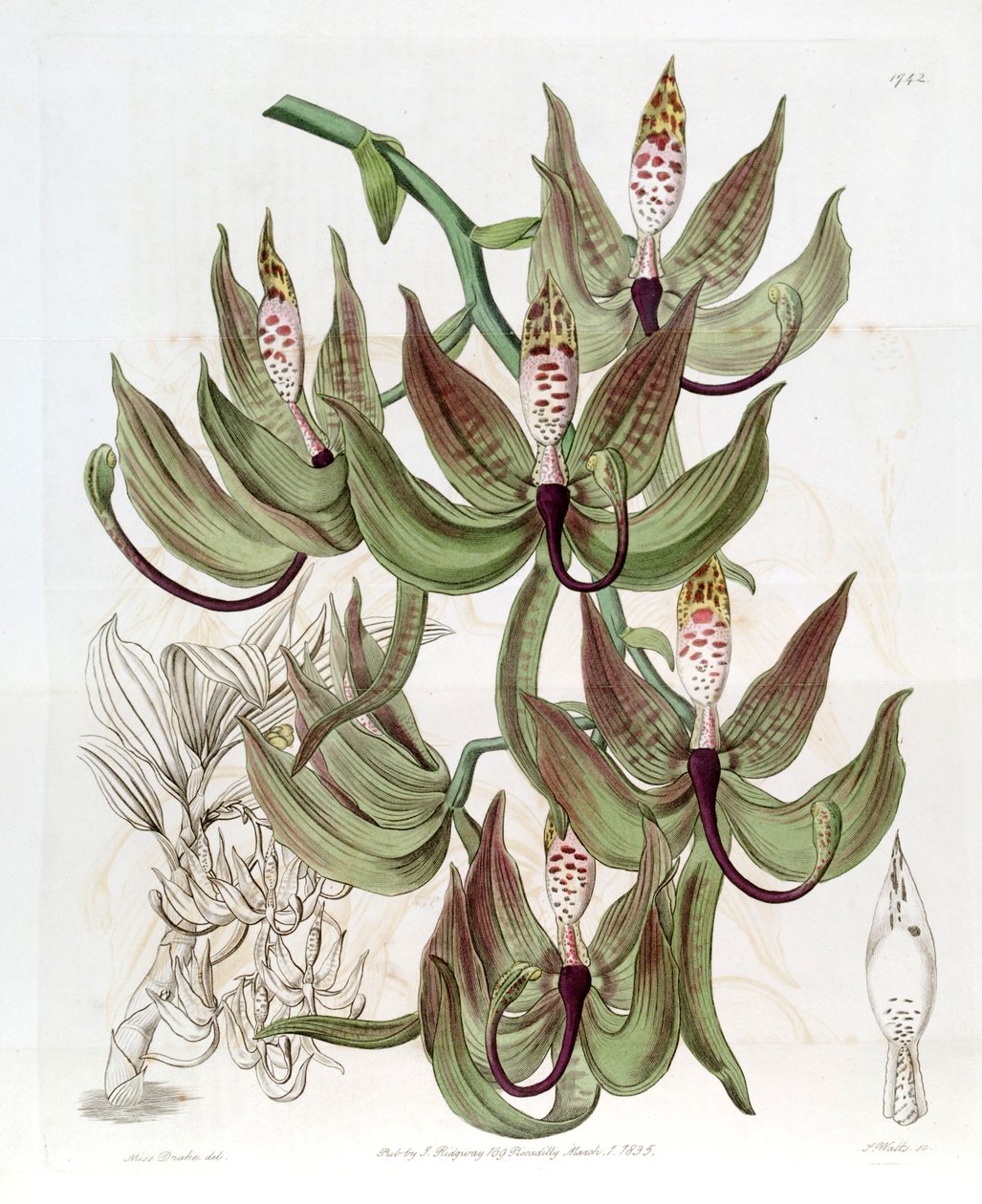 Cycnoches loddigesii von Miss Drake
