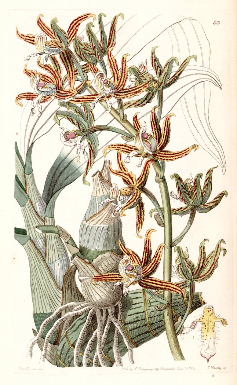 Mormodes lineata von Miss Drake
