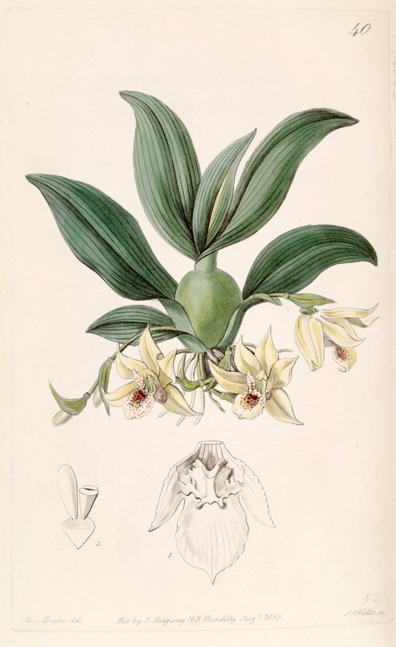 Promenaea rollissonii (als syn. Maxillaria rollissonii) von Miss Drake