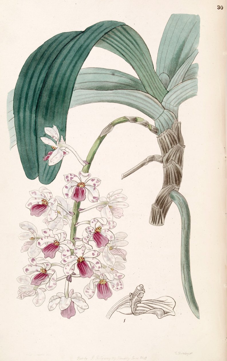 Rhynchostylis gigantea subsp. violacea (als syn. Vanda violacea) von Miss Drake