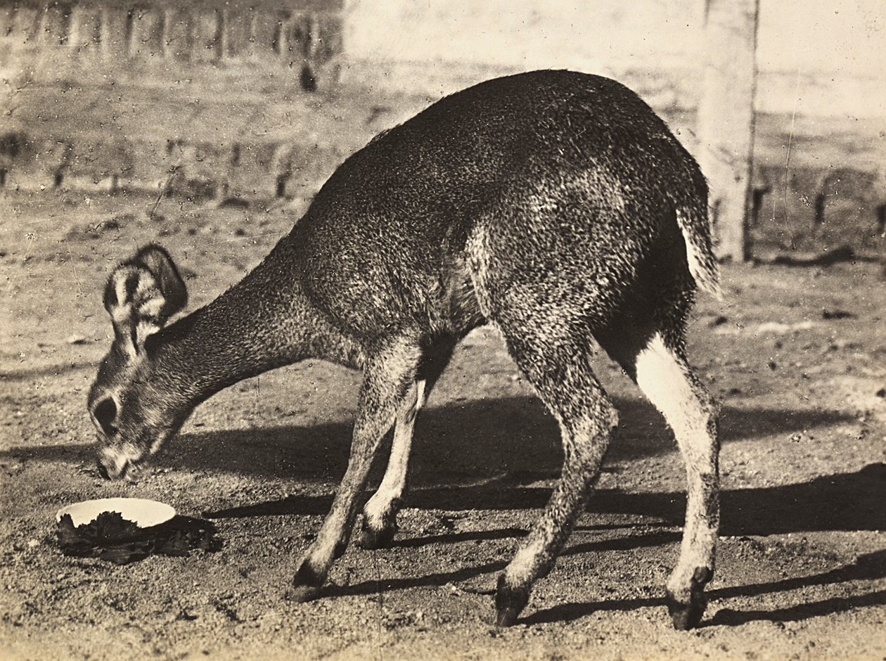 Ein Antilope, 09/05/1936 von Modestino Baldinetti