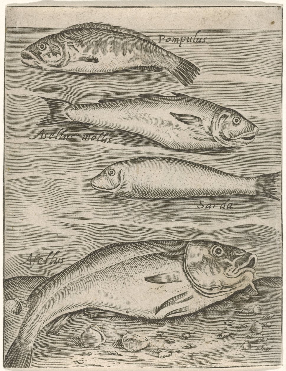 Studienblatt mit vier Fischen von Monogrammist P+P