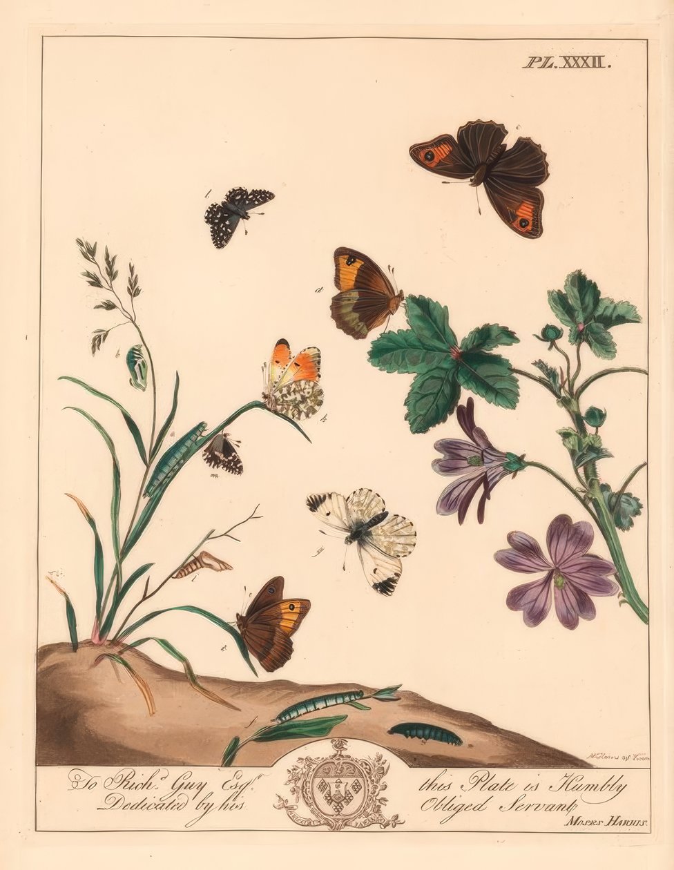 Wiesenbrauner Schmetterling, Maniola jurtina, Waldlady oder Orangenspitze, Anthocharis cardamines, und Grizzled Skipper, Pyrgus alveolus von Moses Harris