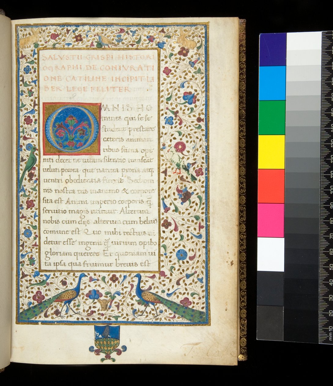 Ms 336. Sallust, Catilina und Jugurtha, f.1r. Vollständig illuminierter Rand mit Pfauen, Kaninchen, grünen Sittichen und einer Taube von Neapolitan School