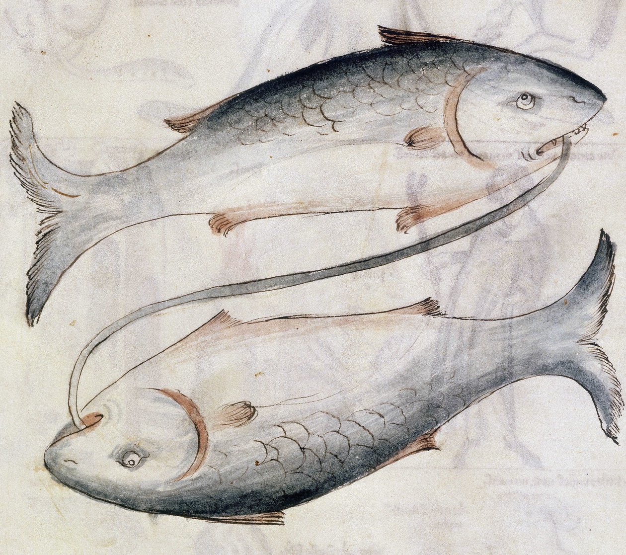Zeichnung von Fischen, aus einer Übersetzung eines persischen astrologischen Traktats von Jafar ibn Muhammad (Pergament) von Netherlandish School