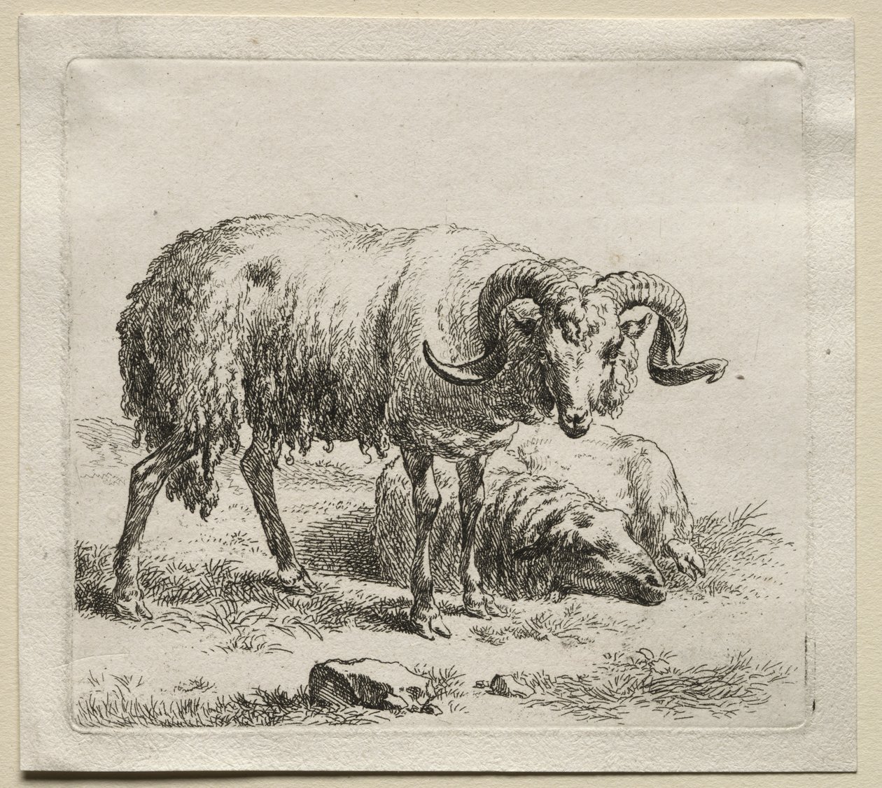 Animalia: Widder und Schafe von Nicolaes Berchem
