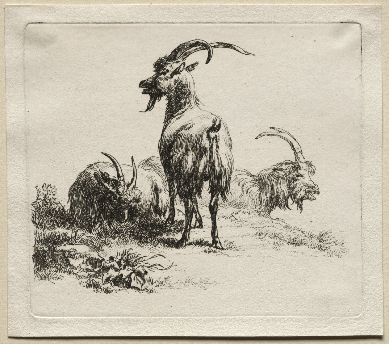 Animalia: Drei Ziegen von Nicolaes Berchem
