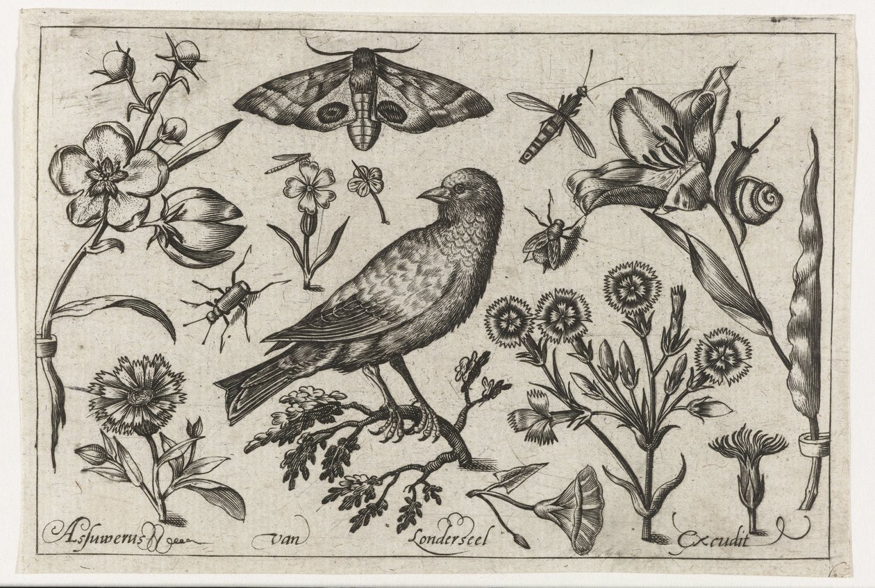 Blumen, Insekten, Nachtpfauenauge und eine Krähe von Nicolaes de Bruyn (possibly)