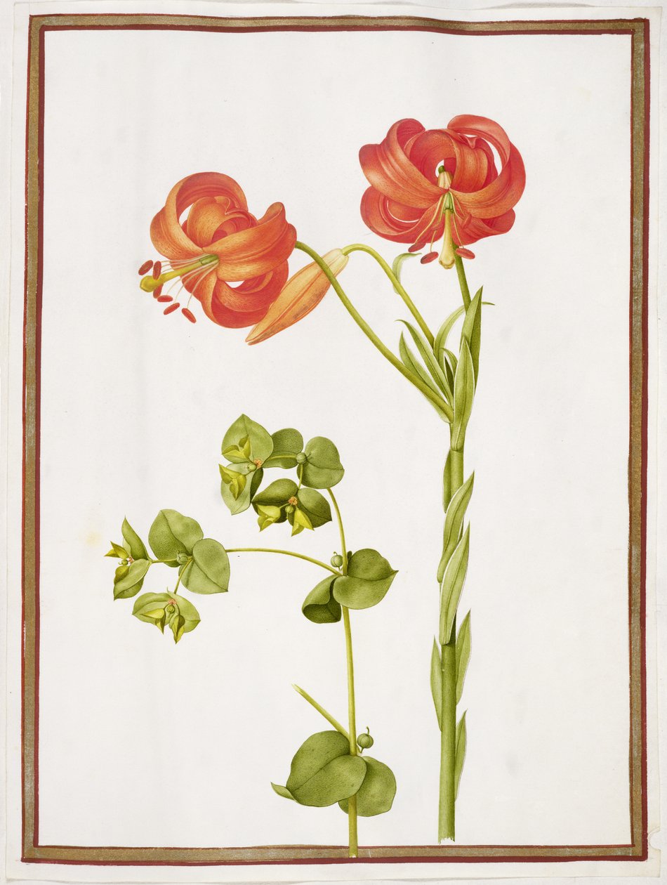 Spurge und Lilium Chalcedonicum von Nicolas Robert