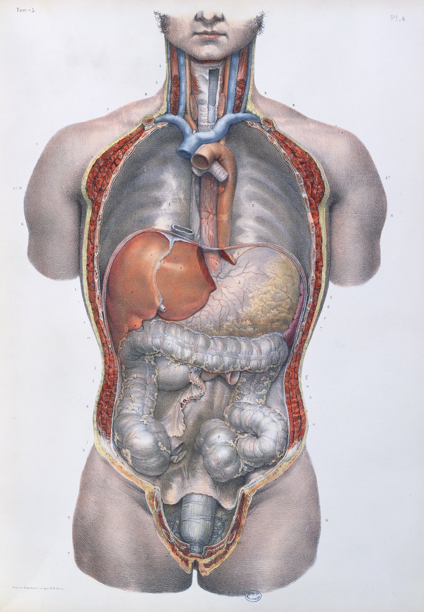 Innere Organe, Tafel aus 