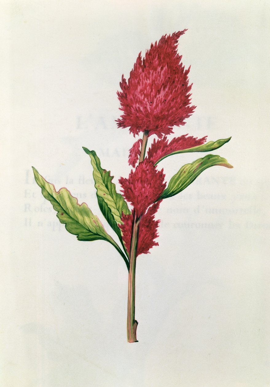 Amaranthus, aus 