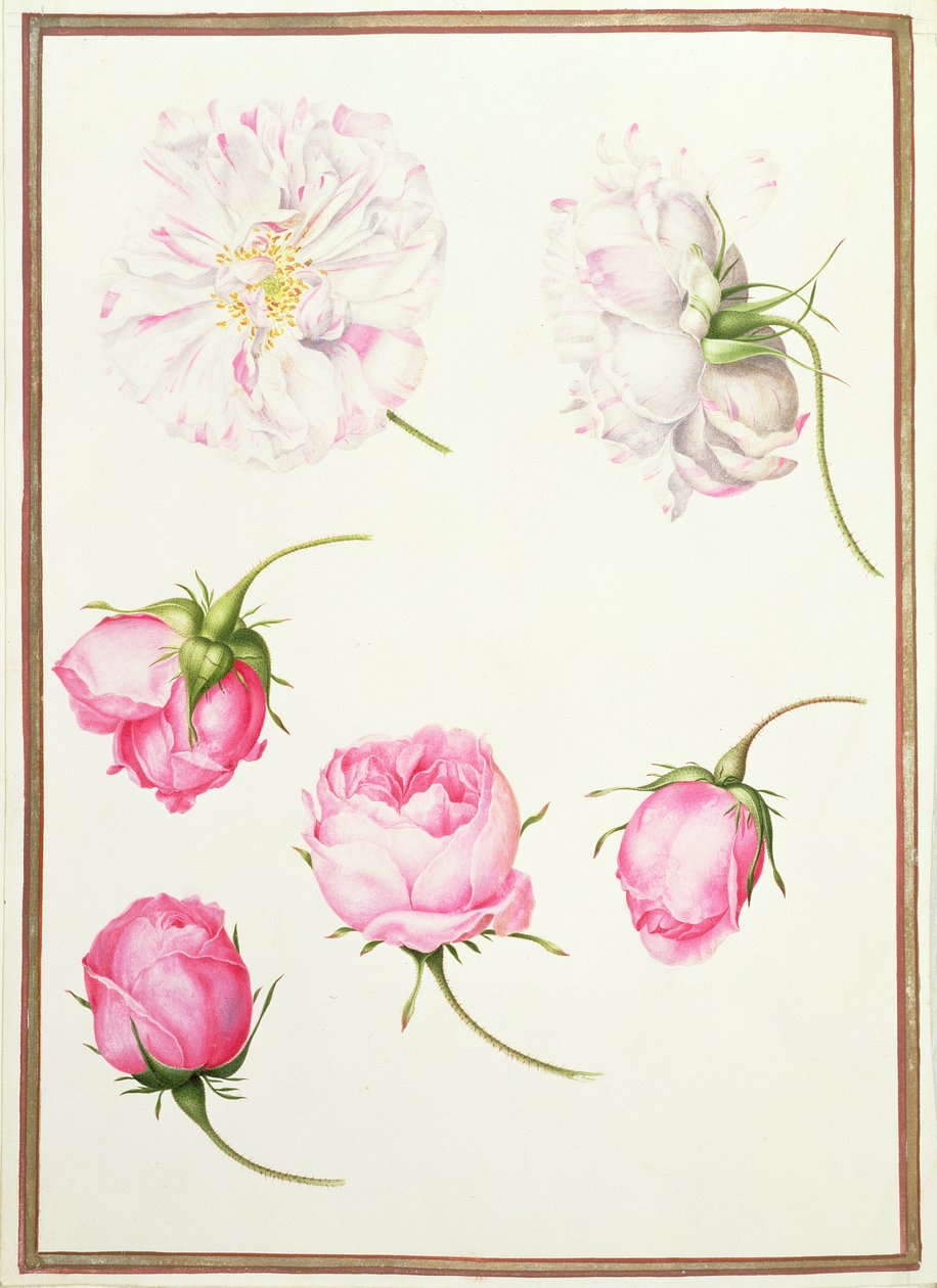 Sechs Köpfe altertümlicher Rosen von Nicolas Robert