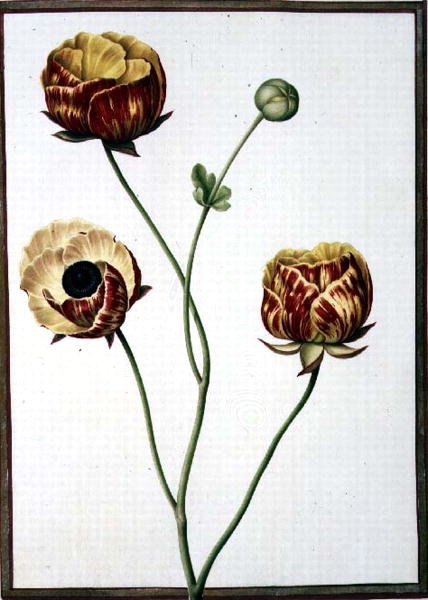 Ranunculus Asiaticus von Nicolas Robert
