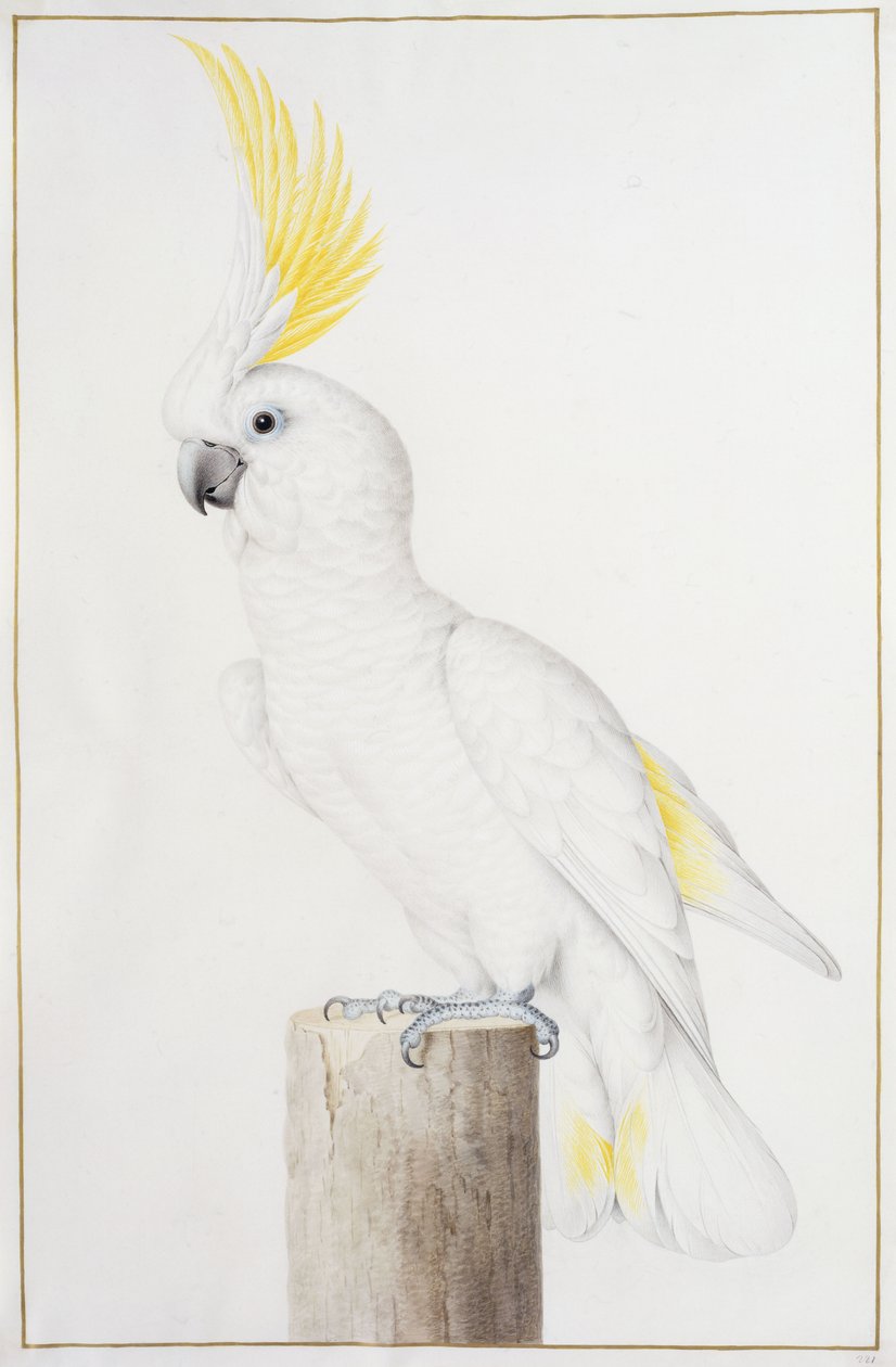 Gelbhaubenkakadu von Nicolas Robert