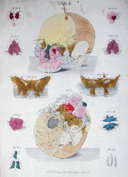 Knochen des Schädels, aus 