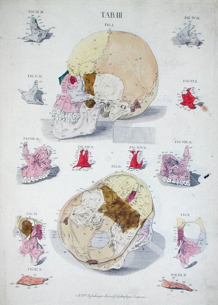 Knochen des Schädels, aus 