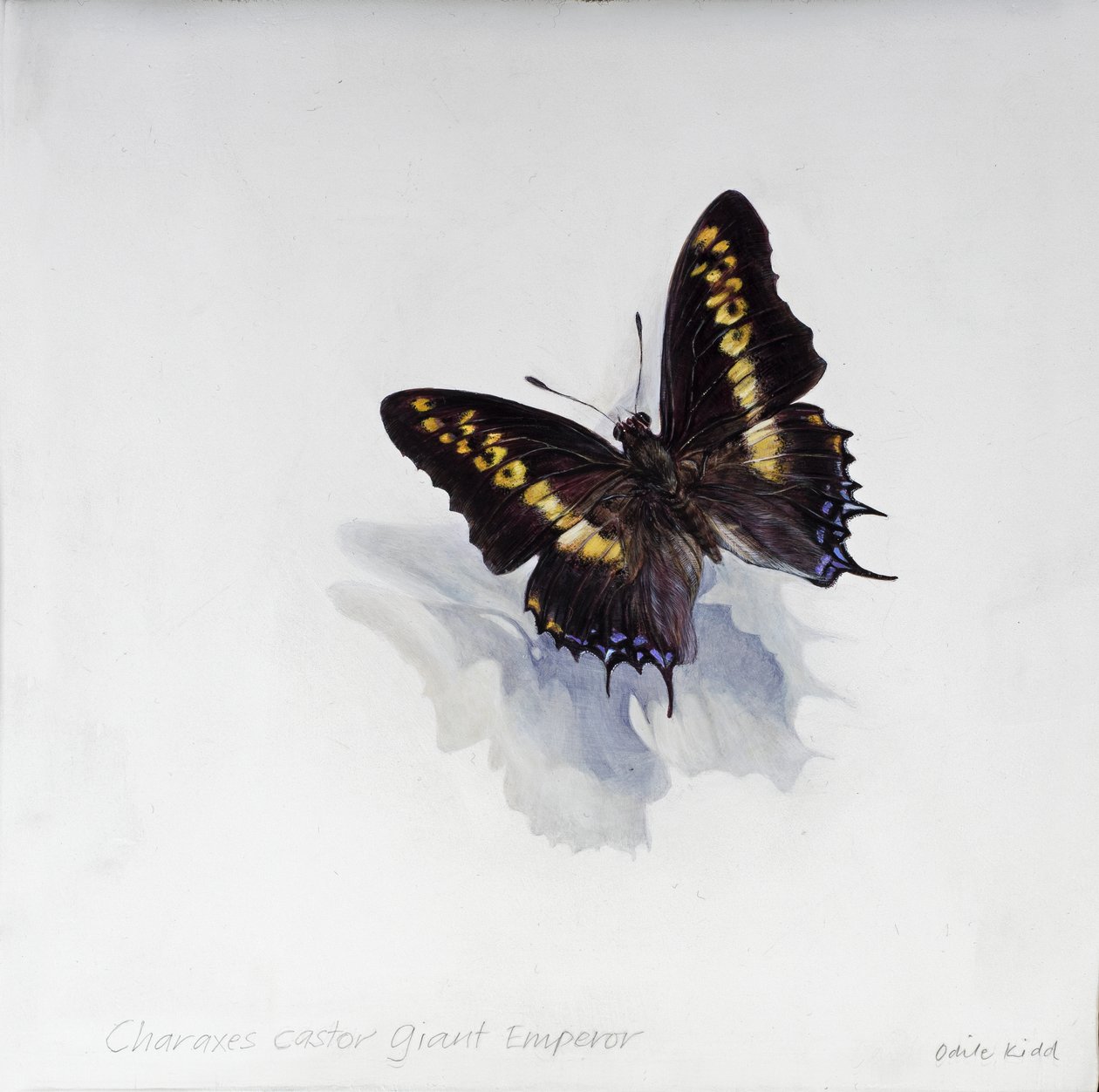Charaxes castor, Riesenkaiser, 2014 von Odile Kidd