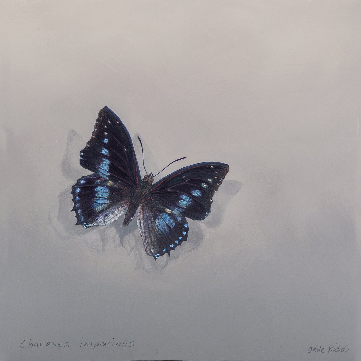 Charaxes imperialis 1 (b) von Odile Kidd