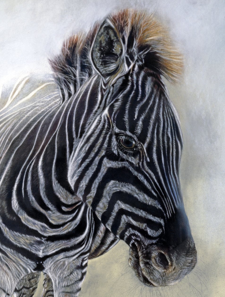 Equus burchelli 1 (Detail) von Odile Kidd