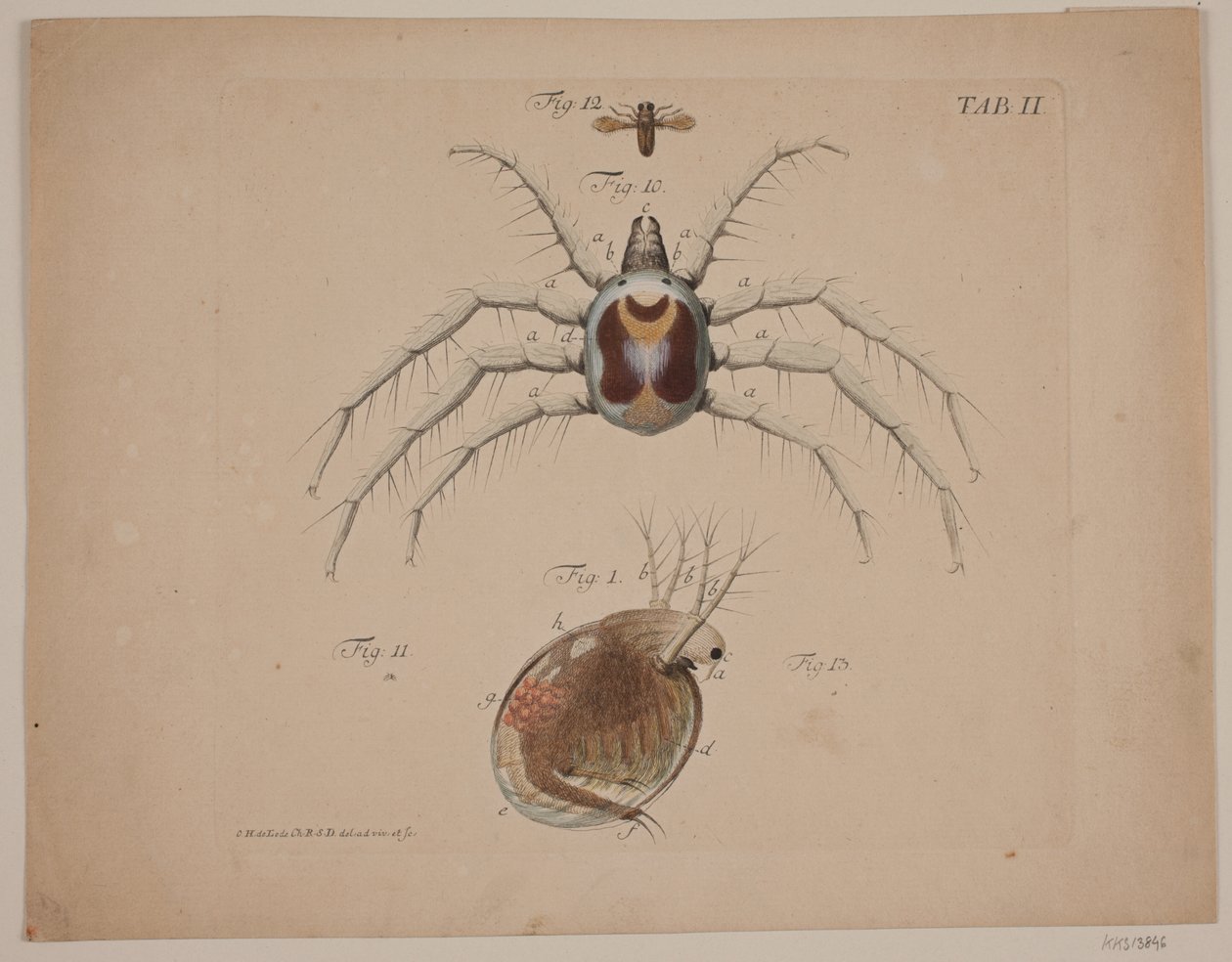 Insekten. Tafel II aus zoologischem Werk von Odvardt Helmoldt de Lode