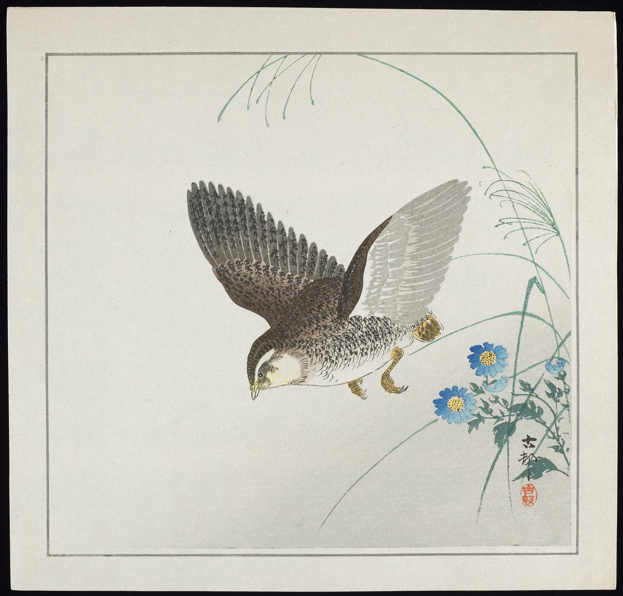 Wachtel im Flug, vor 1912 von Ohara Koson
