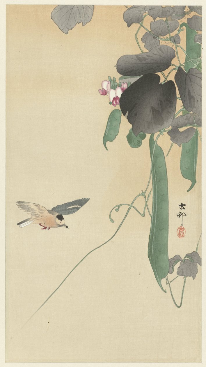 Vogel bei blühender Bohnenpflanze von Ohara Koson