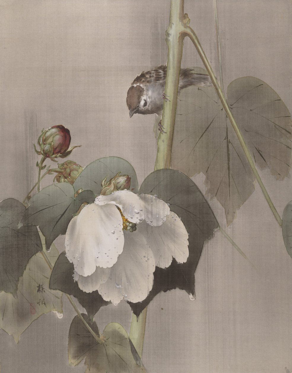 Baumwollrosen-Malven im Regen, ca. 1891-92 von Okada Baison