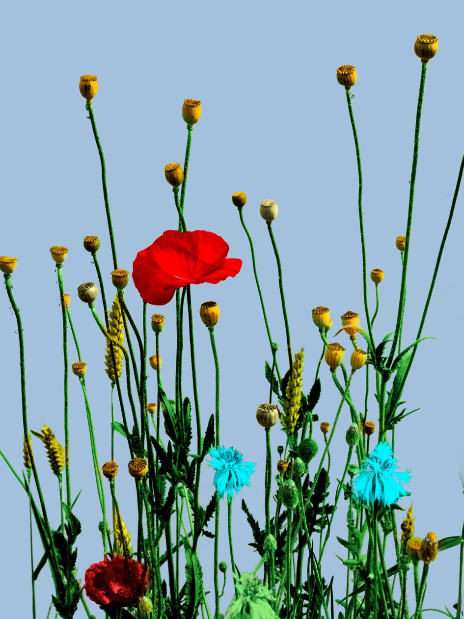 Mohn und Blumen, 2019 (digitale Mischtechnik) von Olivia Gozzano