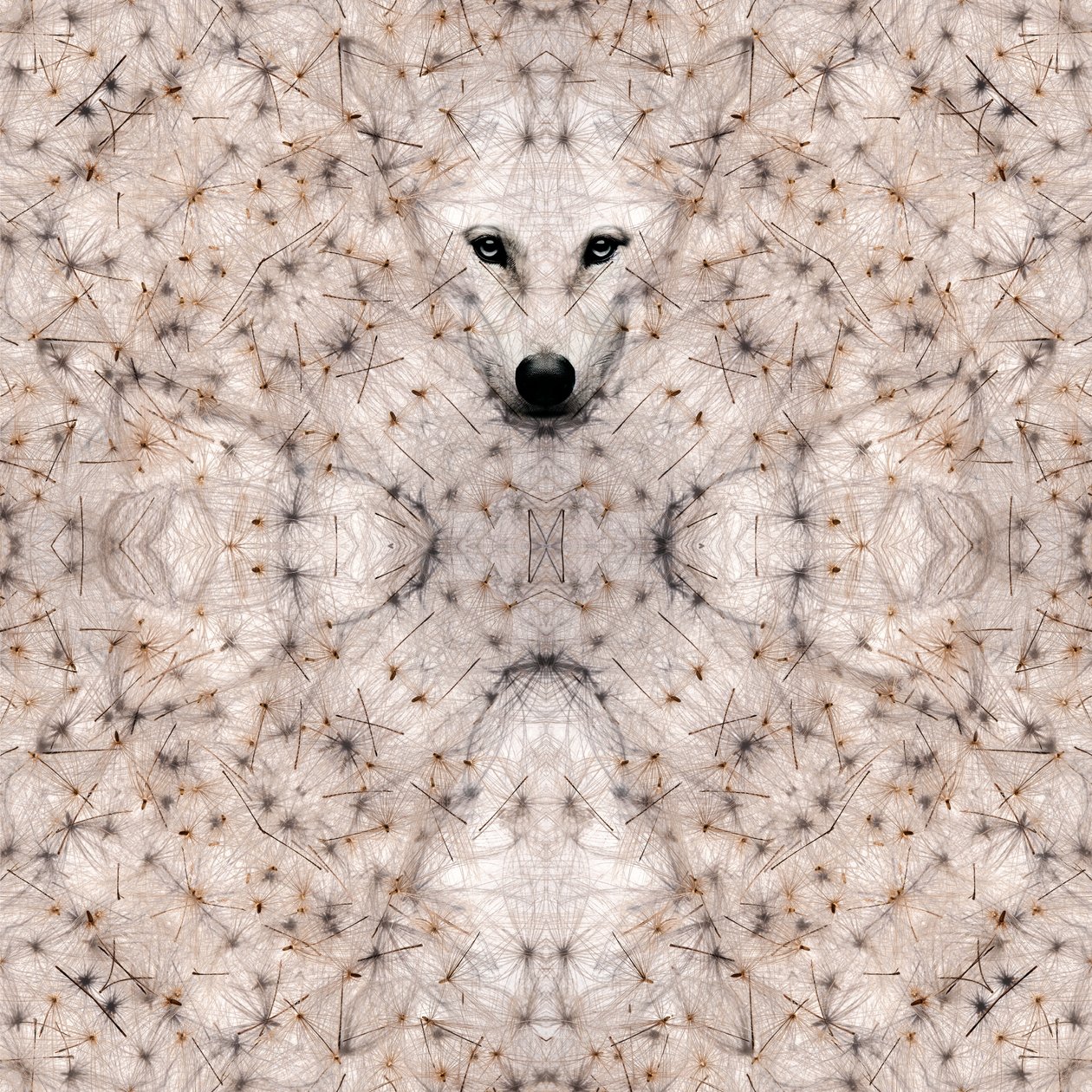 Halbwolf, 2023 von Olivia Gozzano