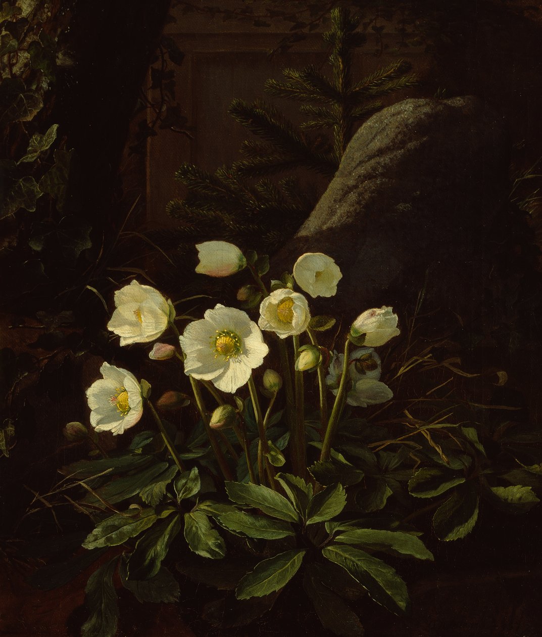 Christrosen in einem Steingarten von Otto Didrik Ottesen