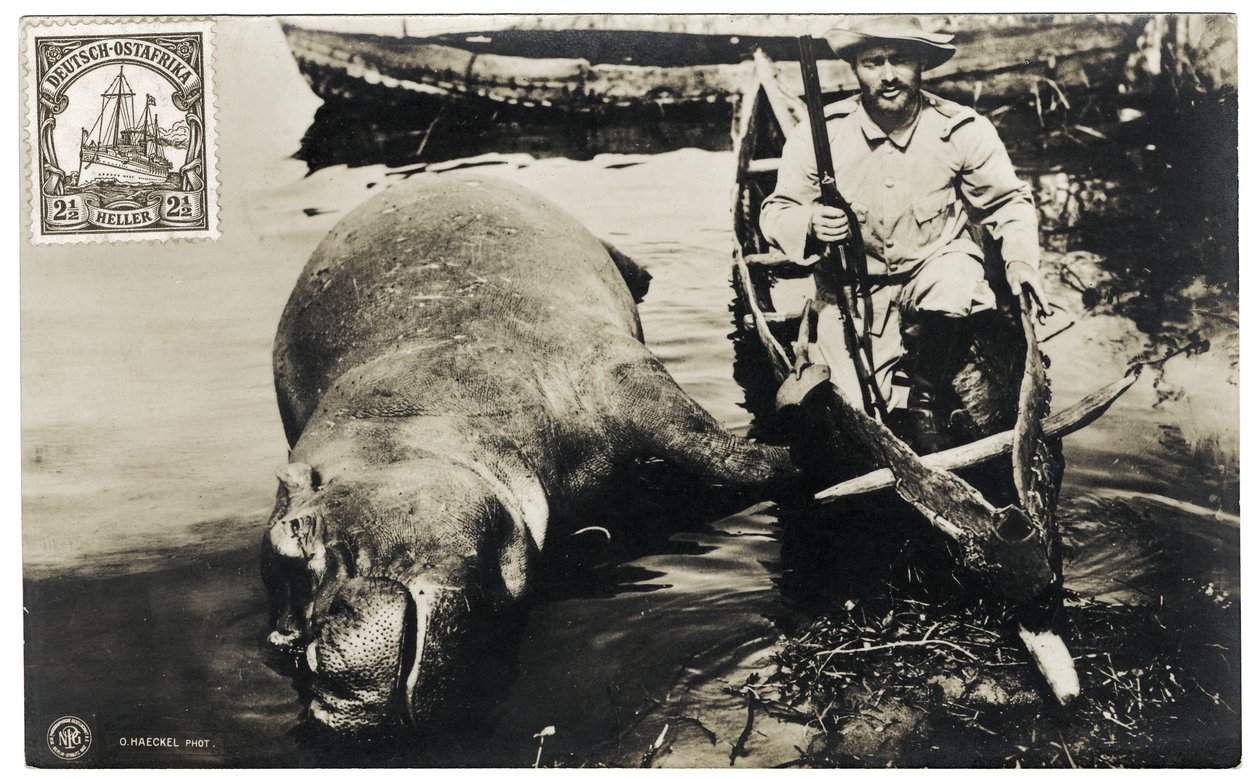 Deutscher Jäger mit Nilpferd, Deutsch-Ostafrika, ca. 1910 von Otto Haeckel
