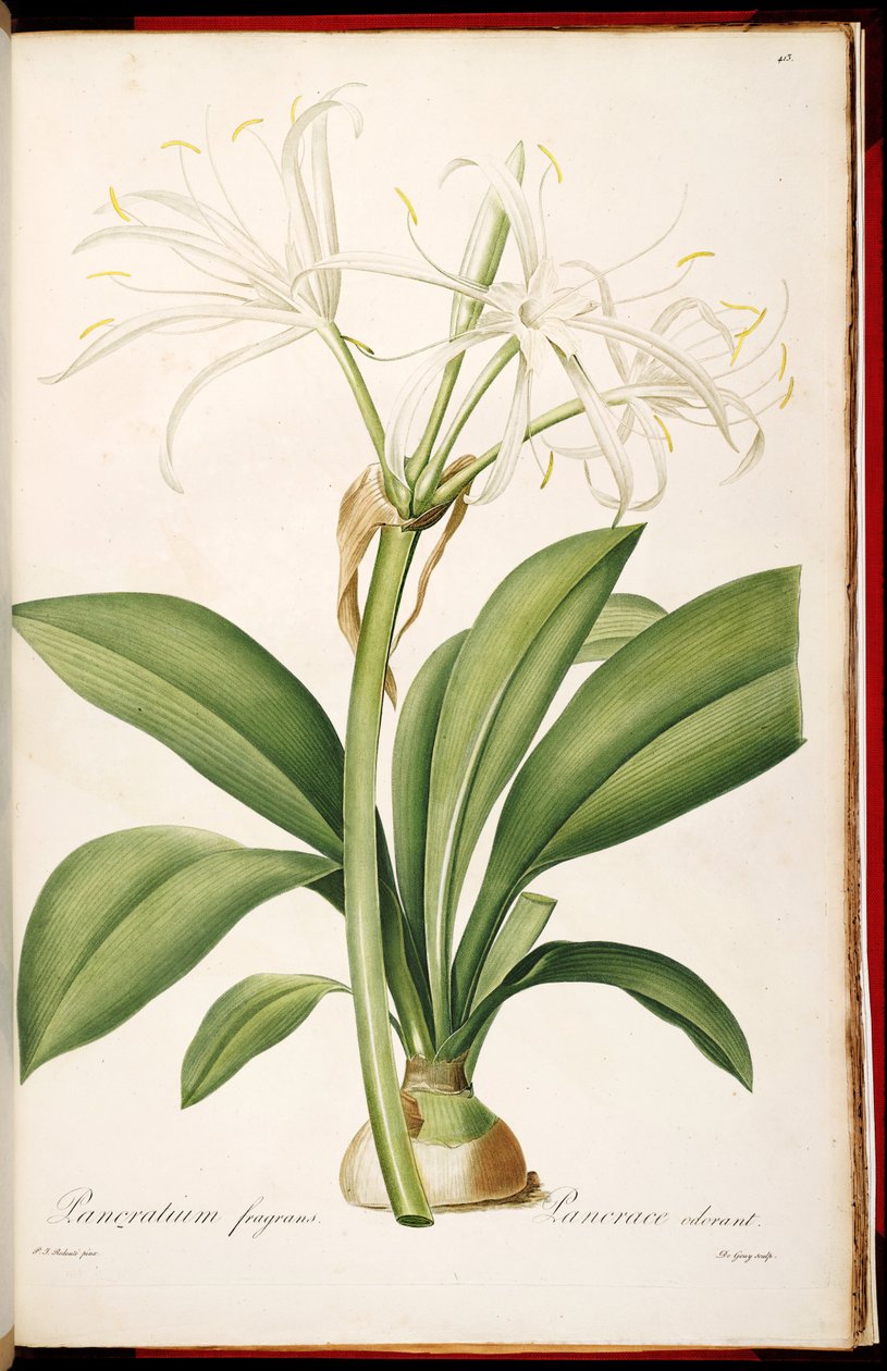 Hymenocallis fragrans von Pierre Joseph Redouté